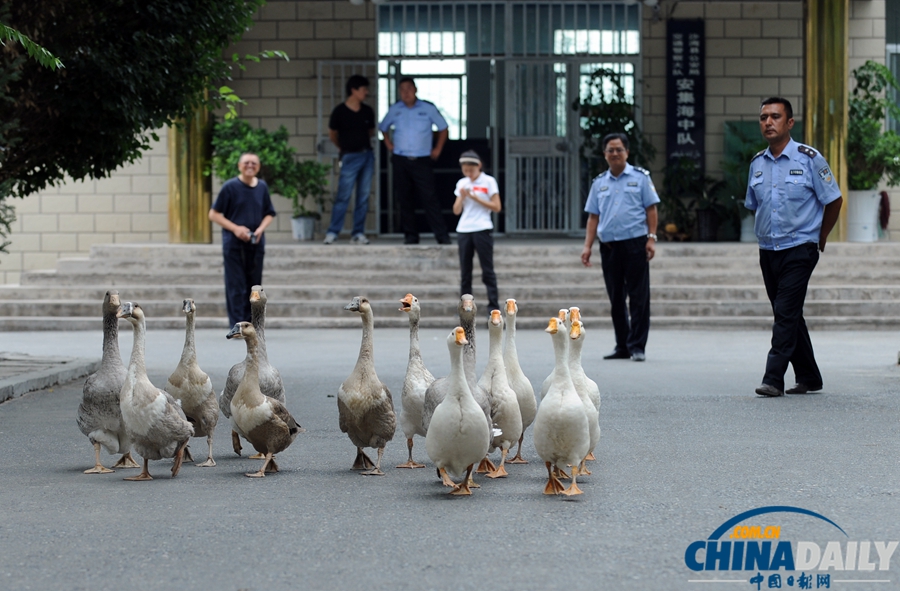 新疆警察推廣養鵝防盜 稱“比狗好使”