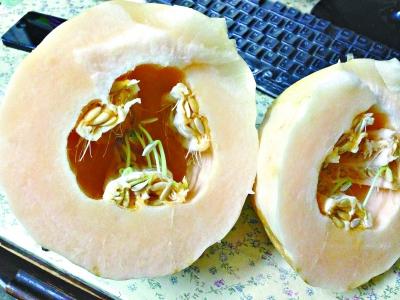 天太熱瓜都hold不住 網友曬香瓜籽瓤里發芽
