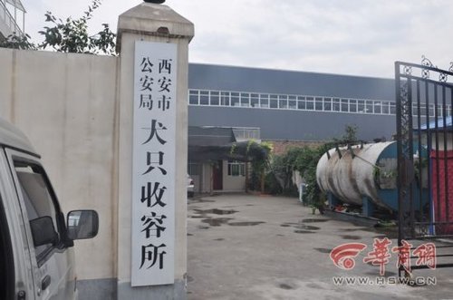 犬只收容所數十只狗死亡 官方：天熱死幾只正常