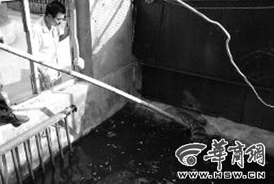 泰國鱷從農家樂夜逃 “潛伏”綠化帶中被市民活擒