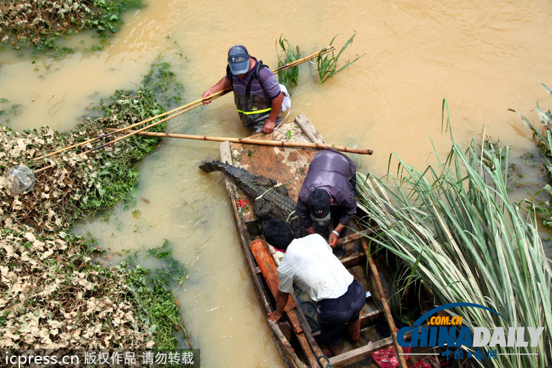 廣東汕頭回應數千條鱷魚“越獄”民間 已抓捕19條