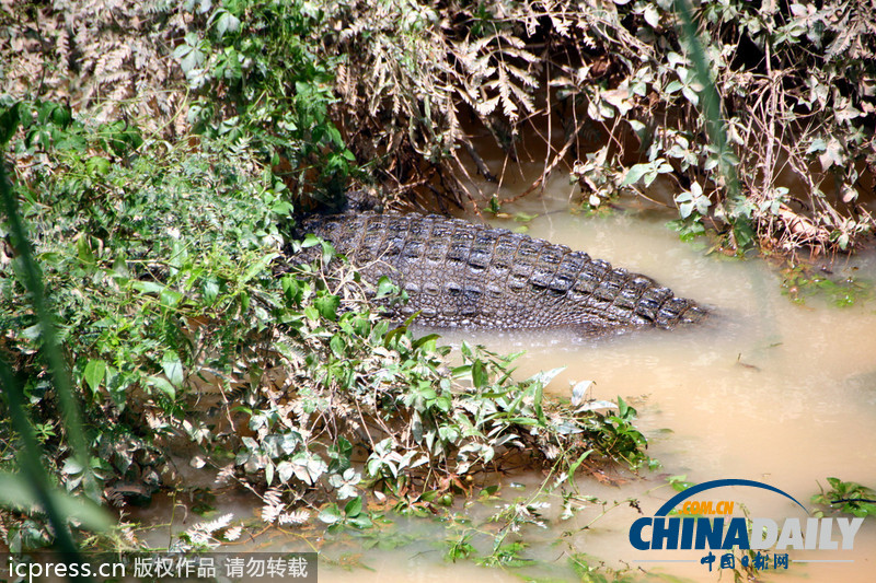 廣東汕頭回應數千條鱷魚“越獄”民間 已抓捕19條