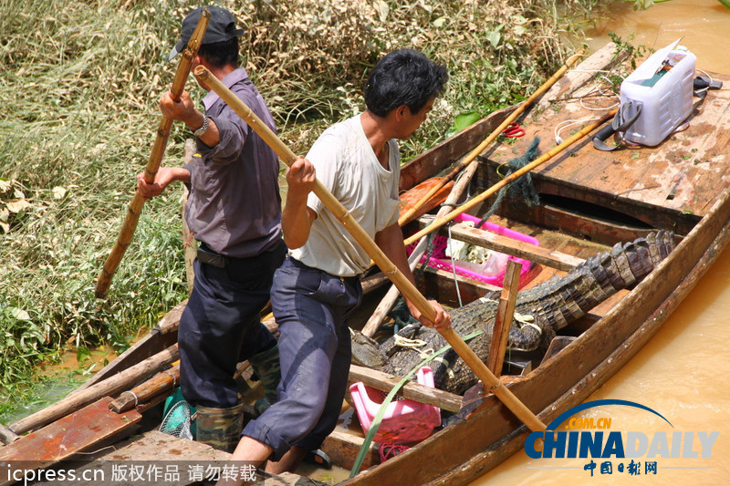 廣東汕頭回應數千條鱷魚“越獄”民間 已抓捕19條