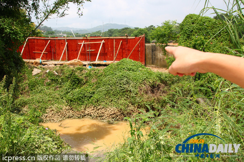 廣東汕頭回應(yīng)數(shù)千條鱷魚“越獄”民間 已抓捕19條