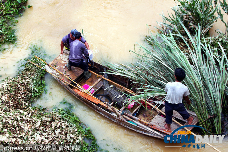 廣東汕頭回應數千條鱷魚“越獄”民間 已抓捕19條