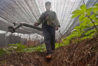 過半數(shù)中藥陷“農(nóng)藥殘留”危機(jī) 濫用農(nóng)藥成普遍現(xiàn)狀