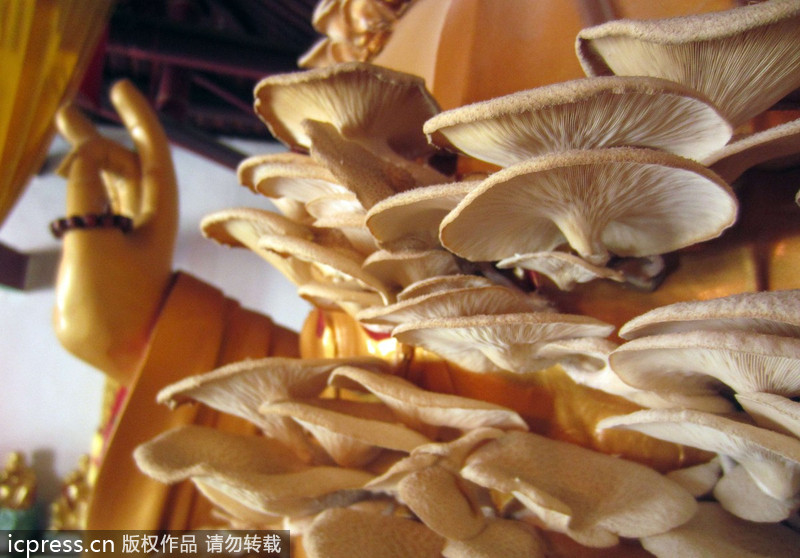 福建南靖縣：觀音長平菇 似“祥云”引圍觀