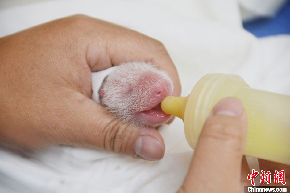 【圖刊】大熊貓“圓仔”成長日記
