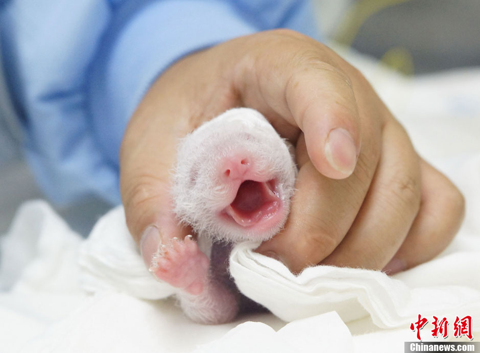 【圖刊】大熊貓“圓仔”成長日記
