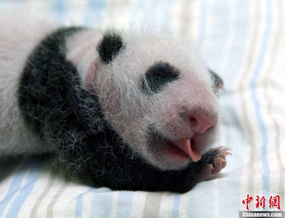 【圖刊】大熊貓“圓仔”成長日記