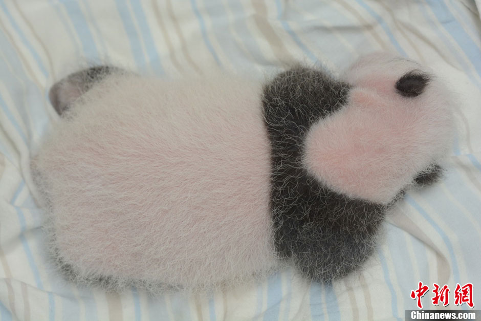 【圖刊】大熊貓“圓仔”成長(zhǎng)日記