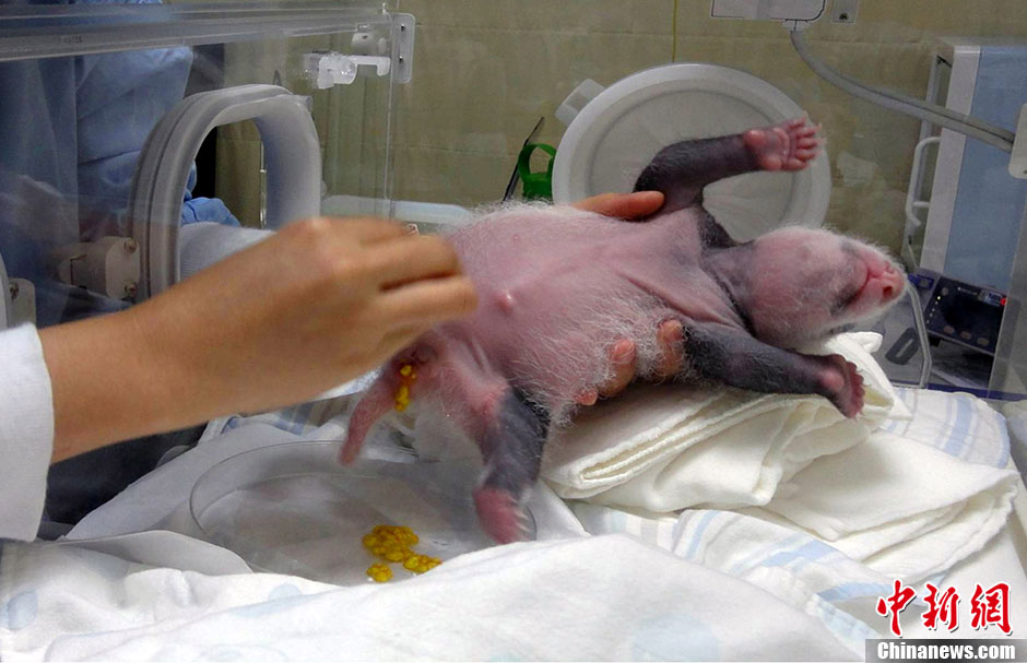 【圖刊】大熊貓“圓仔”成長日記