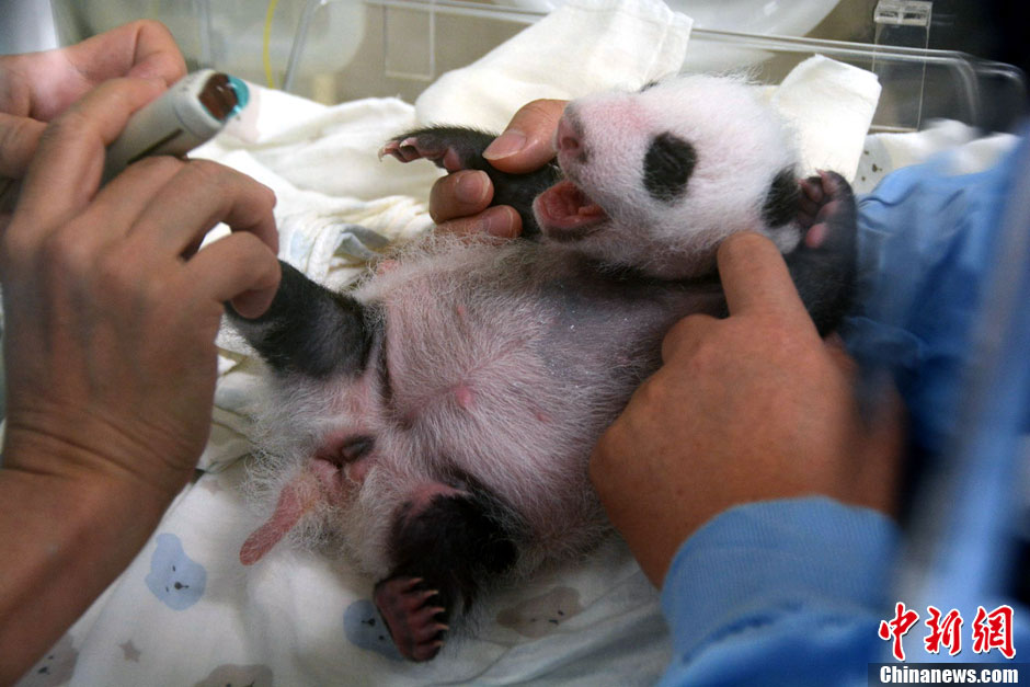 【圖刊】大熊貓“圓仔”成長日記