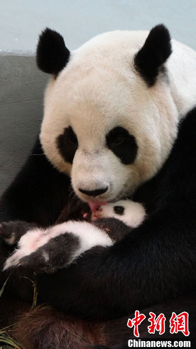【圖刊】大熊貓“圓仔”成長日記
