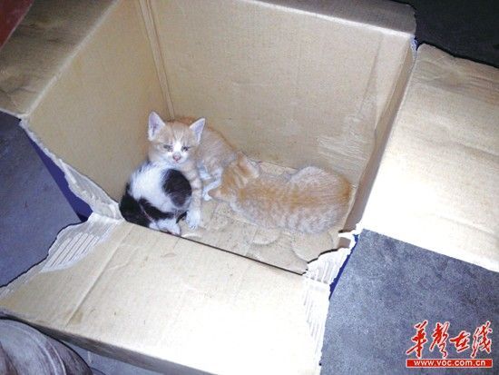 鼠王復仇闖貓窩一連咬死三貓崽 主人喊“逆天”