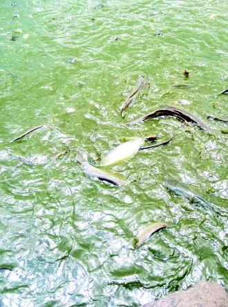 海口萬斤醫療垃圾污染鯰魚流向市場(圖)