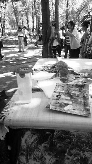 北京野生動物園把鱷魚嘴捆住供游客拍照(圖)