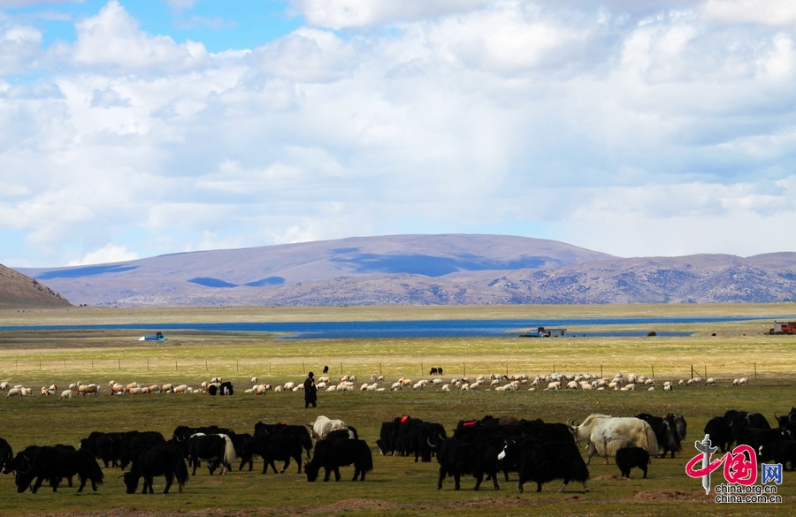 多彩西藏夏季行：從美麗圣湖到青藏高原腹地[組圖]
