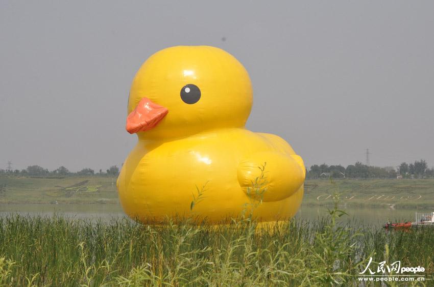 高清：北京大黃鴨拼接錯誤變尖嘴雞 已連夜修復