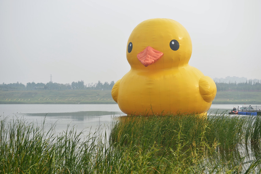 高清：北京大黃鴨拼接錯誤變尖嘴雞 已連夜修復