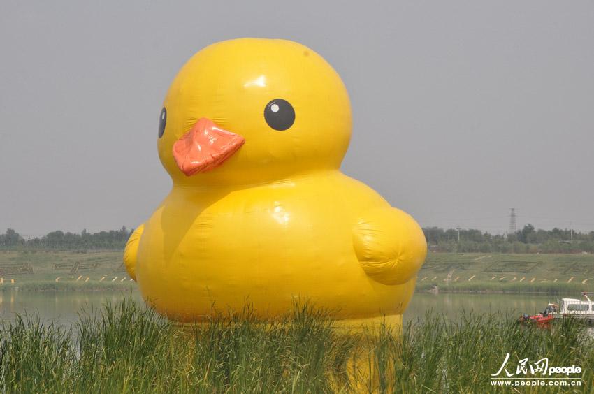 高清：北京大黃鴨拼接錯誤變尖嘴雞 已連夜修復