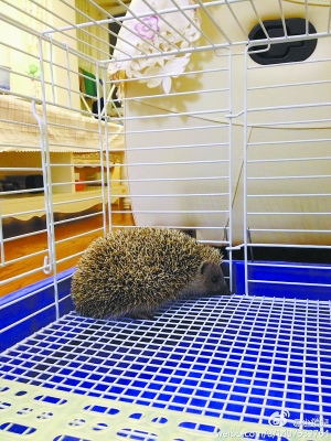 遛彎撿回小刺猬網友支招速放歸