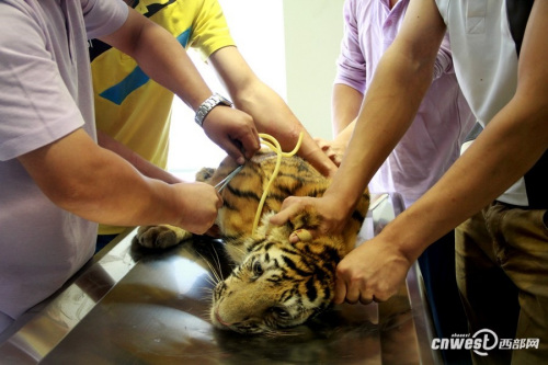 四個(gè)月大幼虎體檢像孩童 狂吼掙扎流眼淚(組圖)