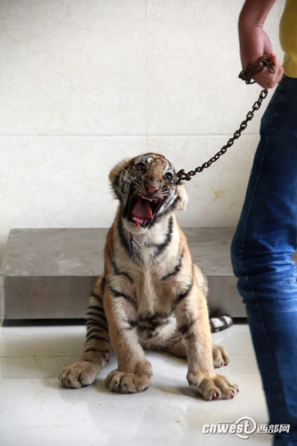 四個月大幼虎體檢像孩童 狂吼掙扎流眼淚(組圖)