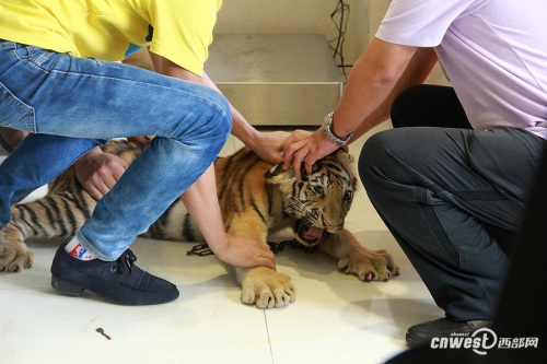 四個月大幼虎體檢像孩童 狂吼掙扎流眼淚(組圖)