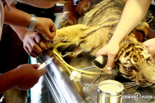 四個月大幼虎體檢像孩童 狂吼掙扎流眼淚(組圖)
