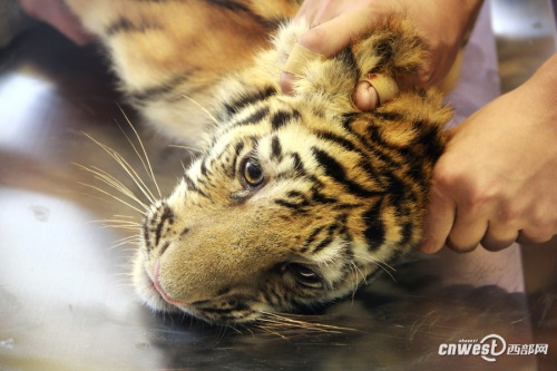 四個月大幼虎體檢像孩童 狂吼掙扎流眼淚(組圖)