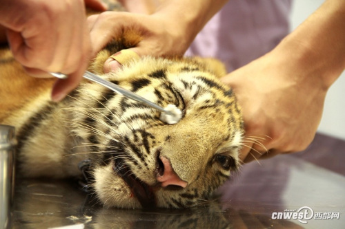 四個月大幼虎體檢像孩童 狂吼掙扎流眼淚(組圖)
