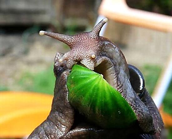 巨型蝸牛入侵南寧 個頭都有雞蛋大小