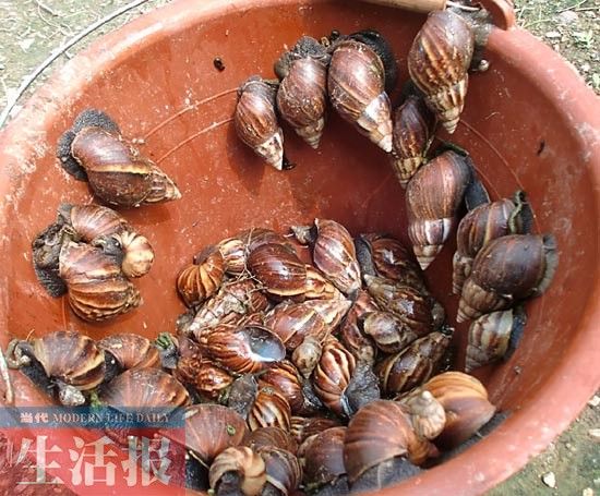 巨型蝸牛入侵南寧 個頭都有雞蛋大小