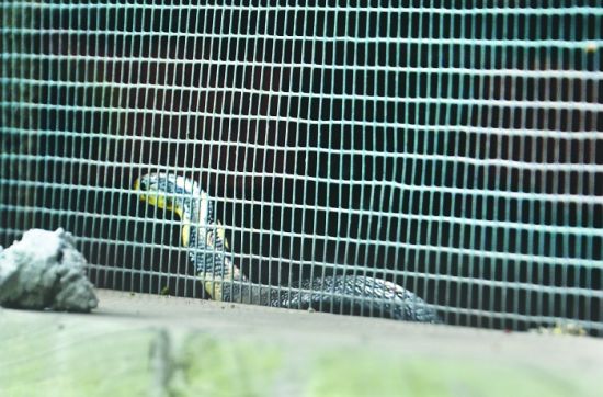 四川隆昌蛇場320條眼鏡蛇出逃 52條下落不明