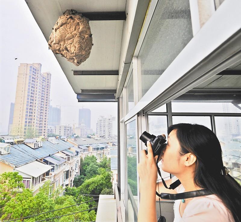 市民視屋檐下馬蜂為寵物天天拍照 鄰居心驚膽戰(圖)