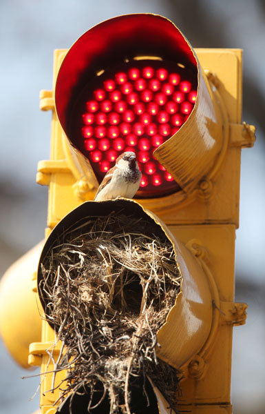 蘭州街頭賣萌路標 盤點那些驚爆眼球的萌路標