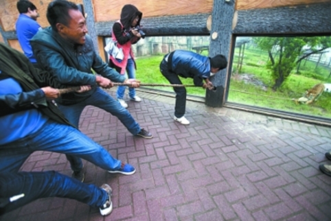 長沙動物園“人虎拔河”引爭議 回應稱為增強老虎野性