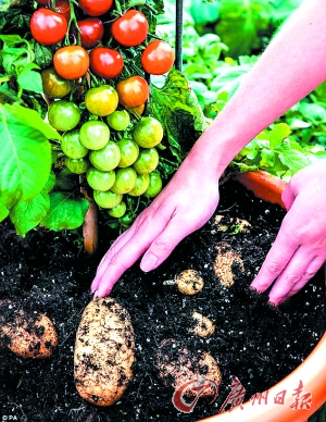 英公司開發出同時結出西紅柿和土豆的植物(圖)