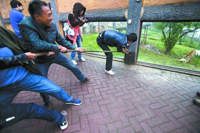 長沙動物園“人虎拔河”引爭議 稱為增強(qiáng)老虎野性