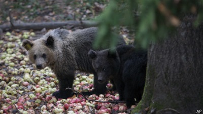 俄夫婦烹美食引來野熊 被困洗澡間報(bào)警求救(圖)