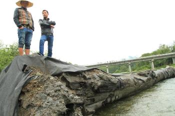 江西修水林業局付給天價千年烏木發現者7萬余元