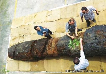 江西修水林業局付給天價千年烏木發現者7萬余元