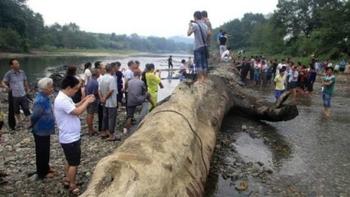 江西修水林業局付給天價千年烏木發現者7萬余元