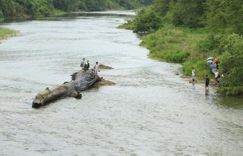 江西修水林業局付給天價千年烏木發現者7萬余元