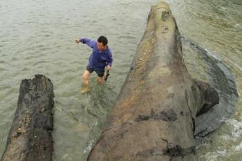 江西修水林業局付給天價千年烏木發現者7萬余元