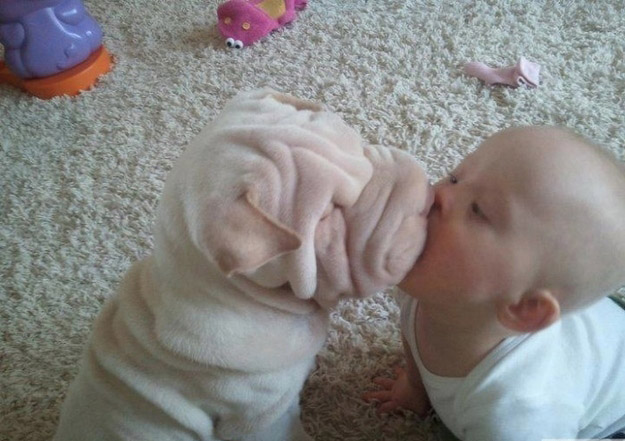 寶寶與萌寵爆笑親吻“互咬”瞬間