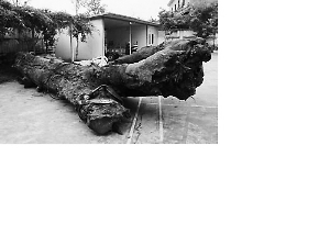 村民自家挖出疑似烏木被鎮政府暫扣 網友：烏木到底歸誰？