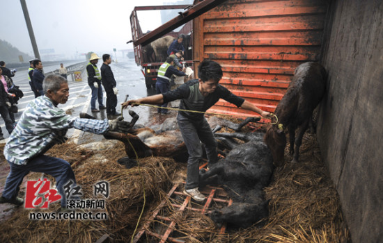 運馬貨車高速上側翻 警察開警車追馬