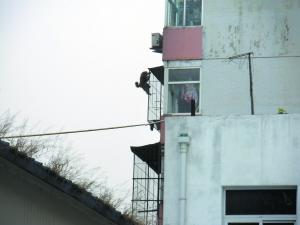 潑皮猴子北京黃村鬧翻天 一見迷彩服就跑